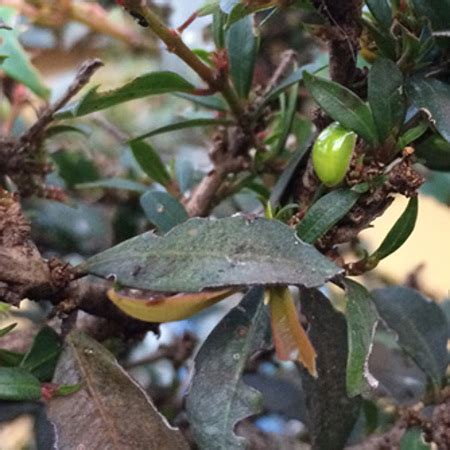 Organic Control of the Lilly Pilly Beetle